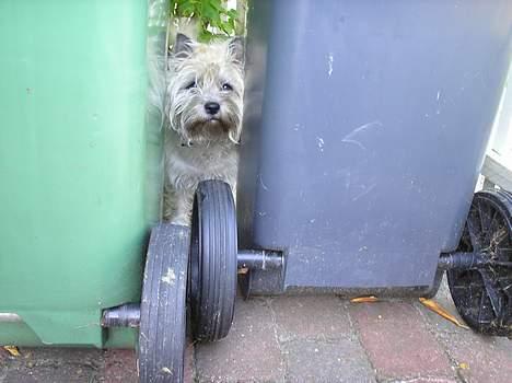 Cairn terrier Chanelle - hmm... hvordan skal jeg nu komme du? billede 14