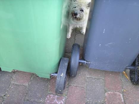 Cairn terrier Chanelle - jeg kunne komme ind men hvordan kommer jeg nu ud ? billede 15