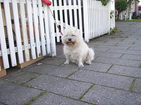 Cairn terrier Chanelle billede 16