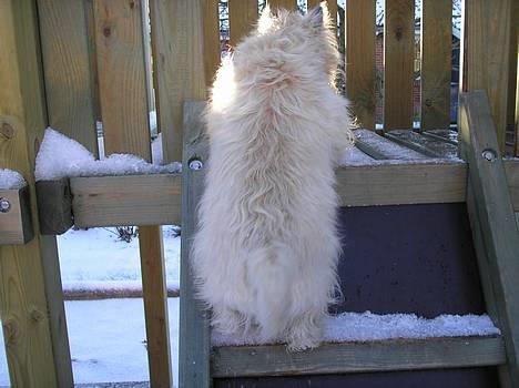 Cairn terrier Chanelle - snart oppe.-.. er jeg ikk go ! :) billede 17