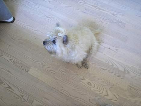 Cairn terrier Chanelle - kig her mor, jeg er sulten :D billede 18