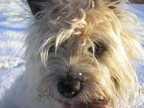 Cairn terrier Chanelle billede 19