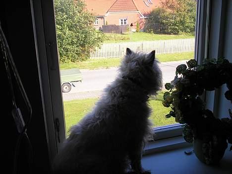 Cairn terrier Chanelle - Uhh kommer der nogen? kommer der nogen??  billede 20