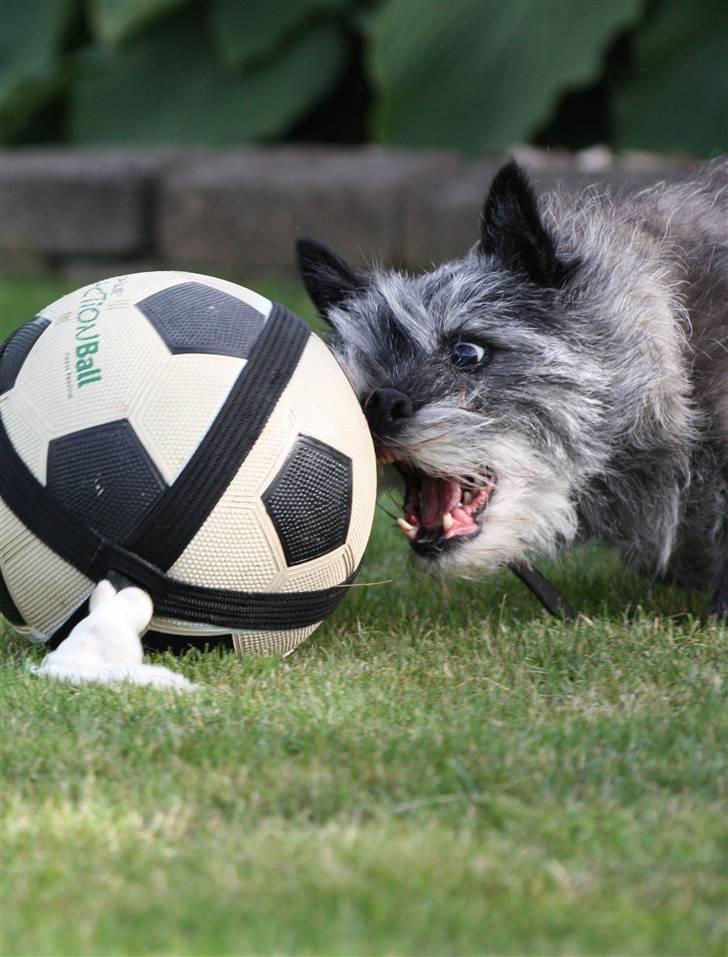 Cairn terrier Jack *11.12.96 - 17.7.13* - Grrrr.... billede 13