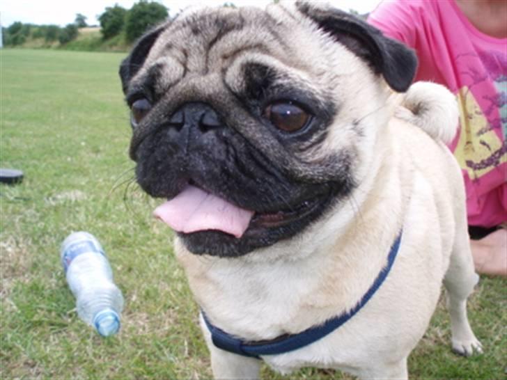 Mops Anton Sixten Milo - Anton juli 2008 :0) billede 1