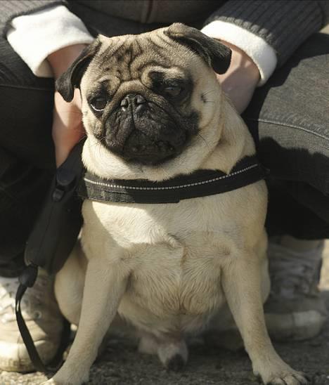 Mops Anton Sixten Milo - Udflugt til blandt andet Stinesminde, april 2007! billede 2