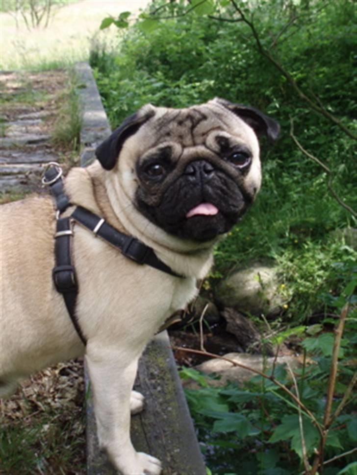 Mops Anton Sixten Milo - Anton ved NyMølle bækken, juni 2007! billede 3