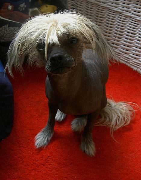 Blanding af racer Carlo - Carlo  feb 07 billede 1