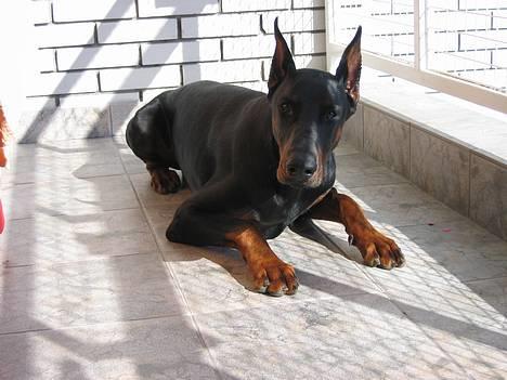 Dobermann Nagan *død* billede 1