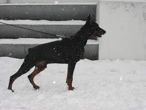 Dobermann Nagan *død* billede 2