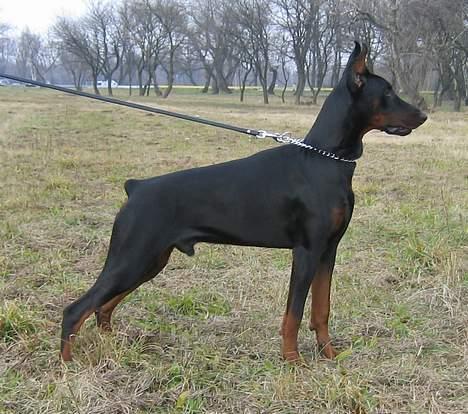 Dobermann Nagan *død* billede 3