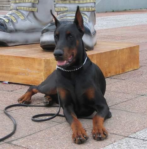 Dobermann Nagan *død* billede 4