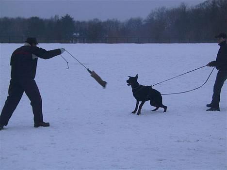 Dobermann Nagan *død* billede 5