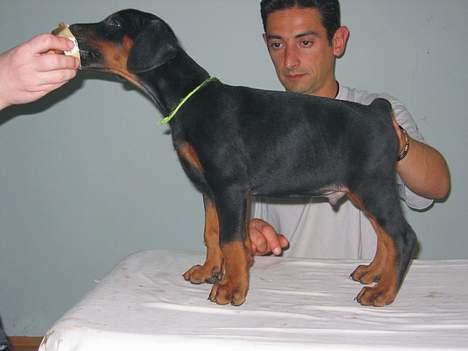 Dobermann Nagan *død* billede 6