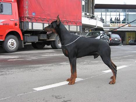Dobermann Nagan *død* billede 7