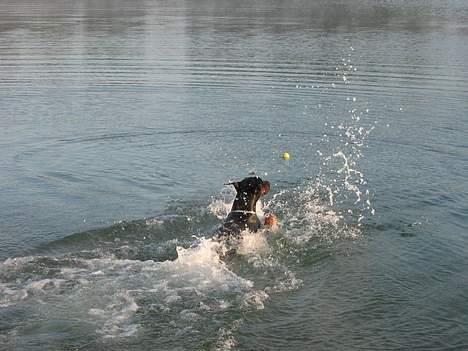 Dobermann Nagan *død* billede 8