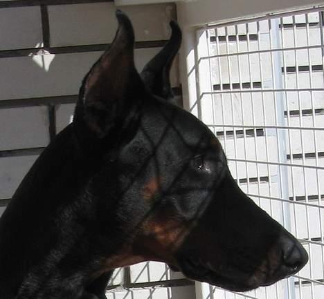 Dobermann Nagan *død* billede 9