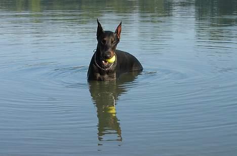 Dobermann Nagan *død* billede 10