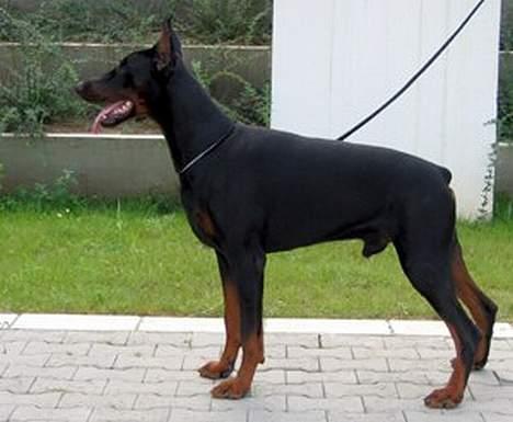 Dobermann Nagan *død* billede 11