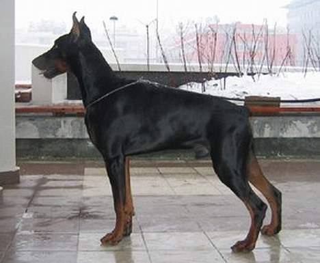 Dobermann Nagan *død* billede 12