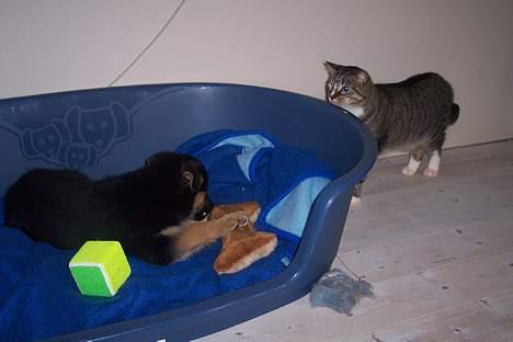 Blanding af racer chika - jeg tror jeg bliver overvåget billede 6