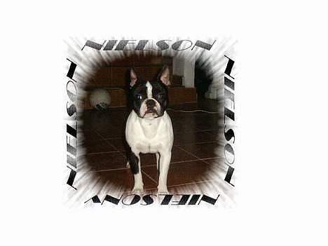 Blanding af racer Nielson billede 20