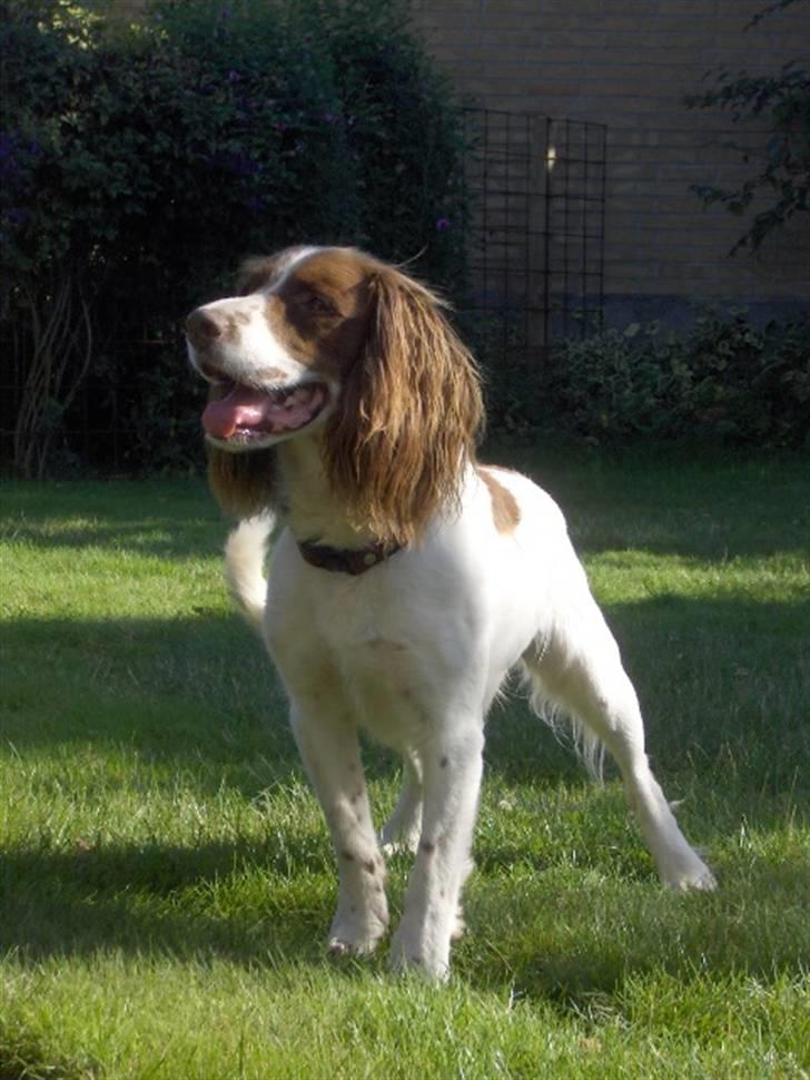 Field Trial spaniel Mickey  - Mickey i haven 08. billede 11