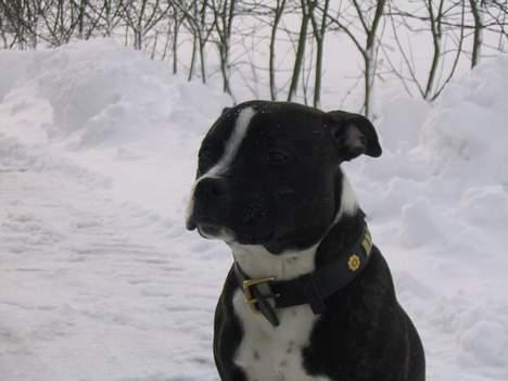 Staffordshire bull terrier roxystaff Milo billede 14