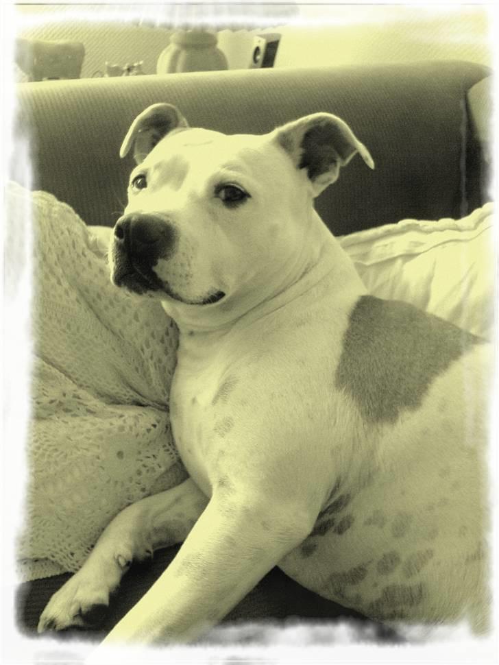 Amerikansk staffordshire terrier chika fik fred 23-03/10 billede 15