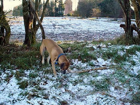 Amerikansk bulldog King - Nyt billede 15