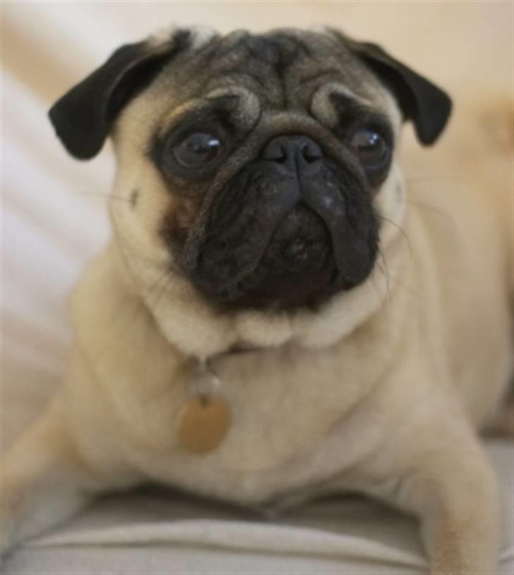 Mops Anton Sixten Milo - Vores moppeloppe er blevet stor! :0) billede 4