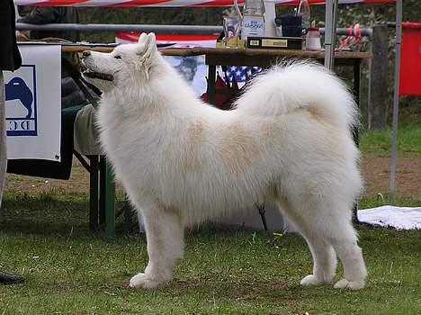 Samojedhund Boomer - En udstilling i Tyskland billede 2