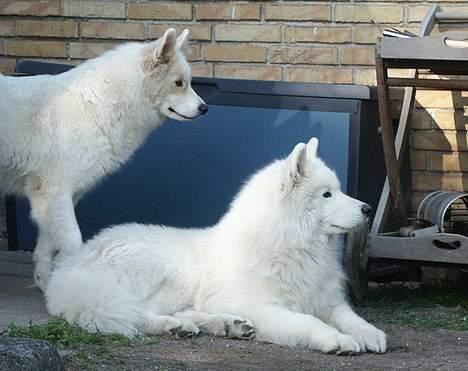 Samojedhund Boomer - Eftermiddag i haven billede 3