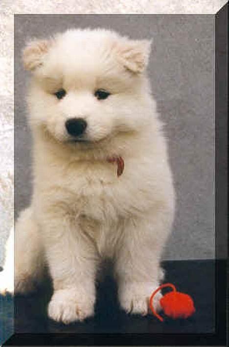 Samojedhund Boomer - 7 uger gammel billede 4