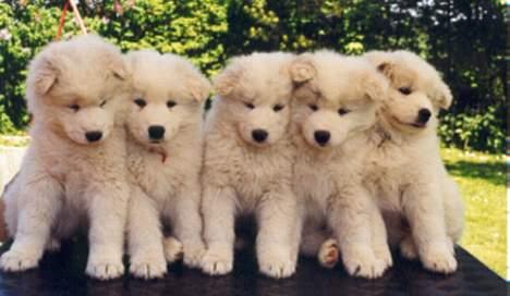 Samojedhund Boomer - Boomer og hans søskende - nr. 2 fra venstre billede 5