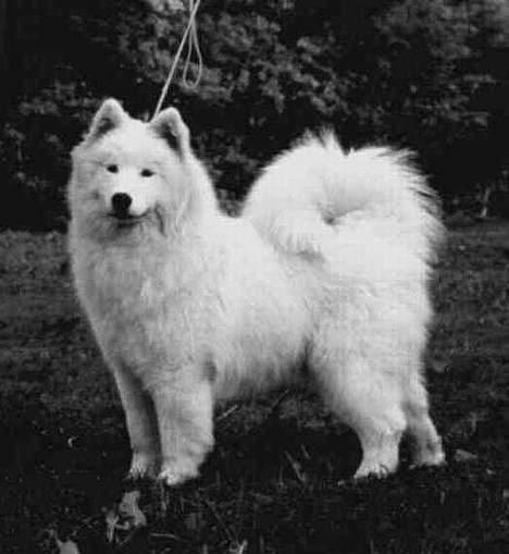 Samojedhund Icy billede 1
