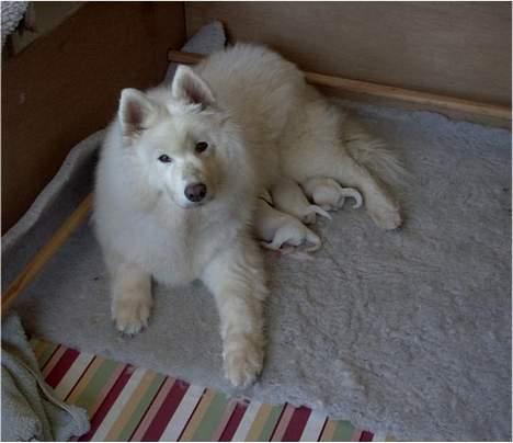 Samojedhund Icy - Icy med hendes sidste kuld hvalpe billede 2