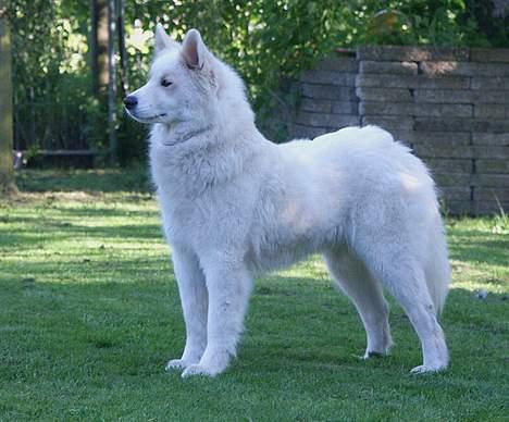 Samojedhund Dakota - Sommerbilled fra haven billede 1