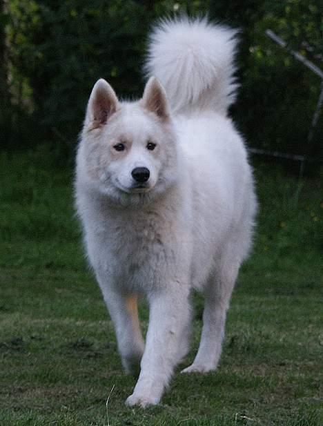 Samojedhund Dakota - Hey, hvem sagde brilleabe??? billede 2