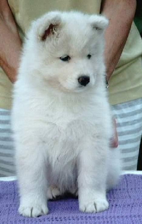 Samojedhund Dakota - 6 uger gammel billede 3