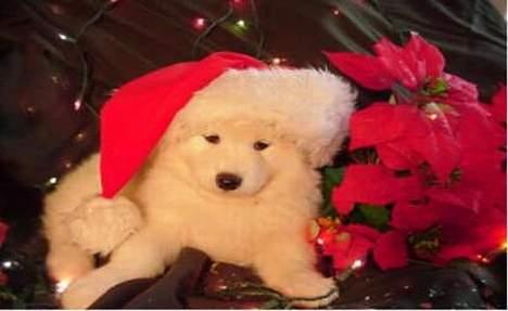 Samojedhund Montana - En rigtig "julestjerne" billede 1