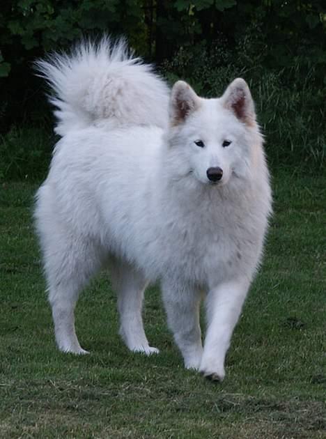 Samojedhund Montana - Sommer 2005 billede 2