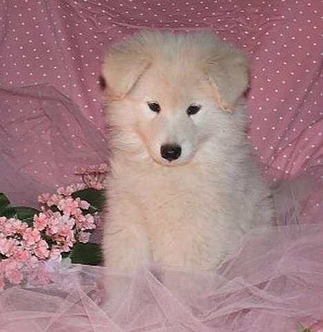 Samojedhund Montana - 8 uger gammel billede 3