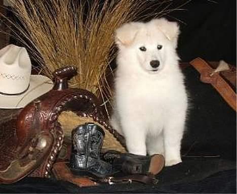 Samojedhund Montana - Så har hun sadlet op og var klar til turen til Danmark billede 4