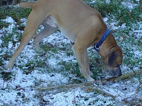 Amerikansk bulldog King - Nyt billede 16