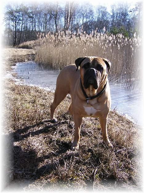 Bullmastiff LEICA billede 1