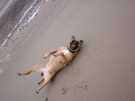 Bullmastiff LEICA - VÅDT STRANDSAND ER BARE DET BEDSTE billede 2