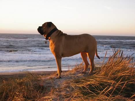 Bullmastiff LEICA - EN STILLE SOLNEDGANG VED VESTERHAVET billede 3
