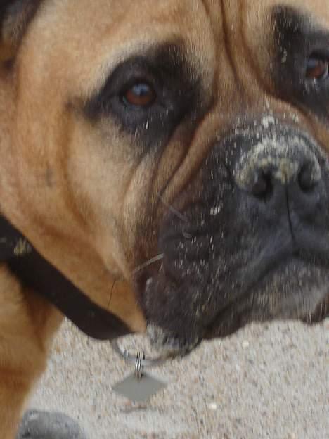Bullmastiff LEICA - ÅRH, HVA GØR LIDT SAND PÅ NÆSEN  billede 4
