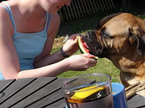 Bullmastiff LEICA - UHM VANDMELON PÅ EN VARM SOMMERDAG billede 5